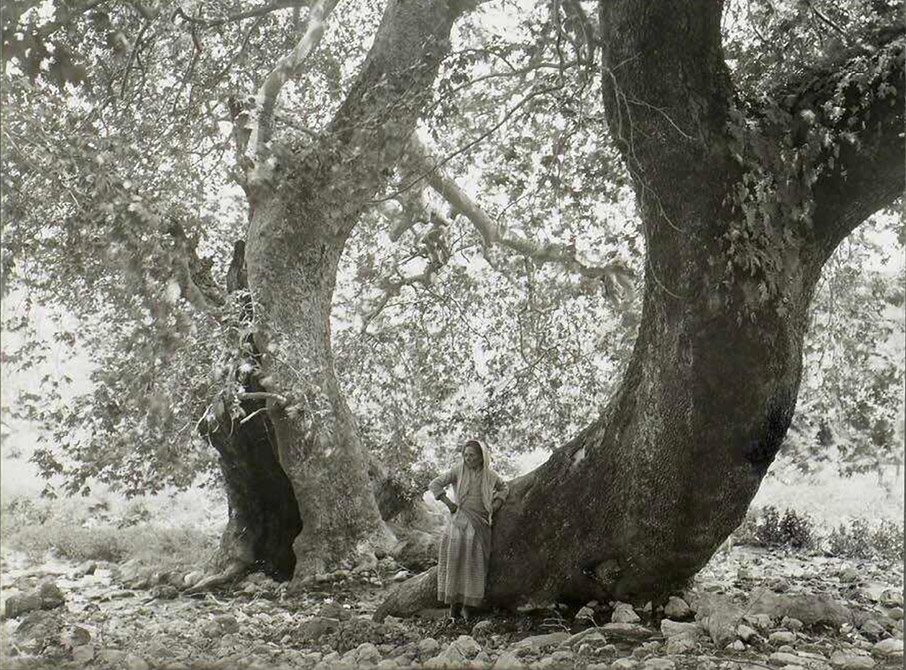 Κρέστενα-1903 © Boissonna Κρέστενα-1903 © Boissonna