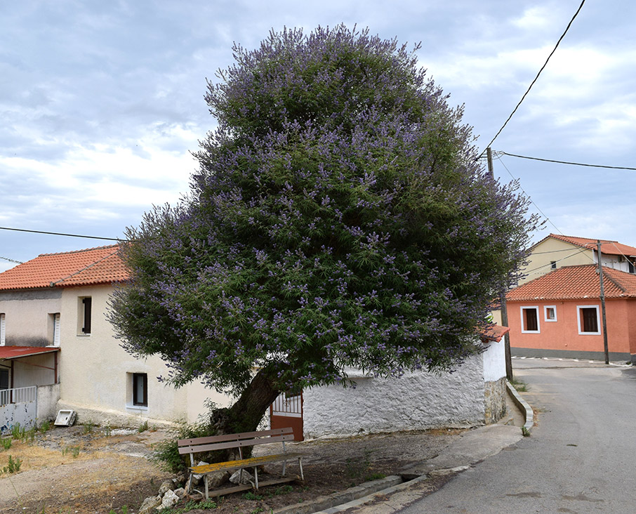 Λυγαριά, Κάτω Αμπελόκηποι Λυγαριά, Κάτω Αμπελόκηποι
