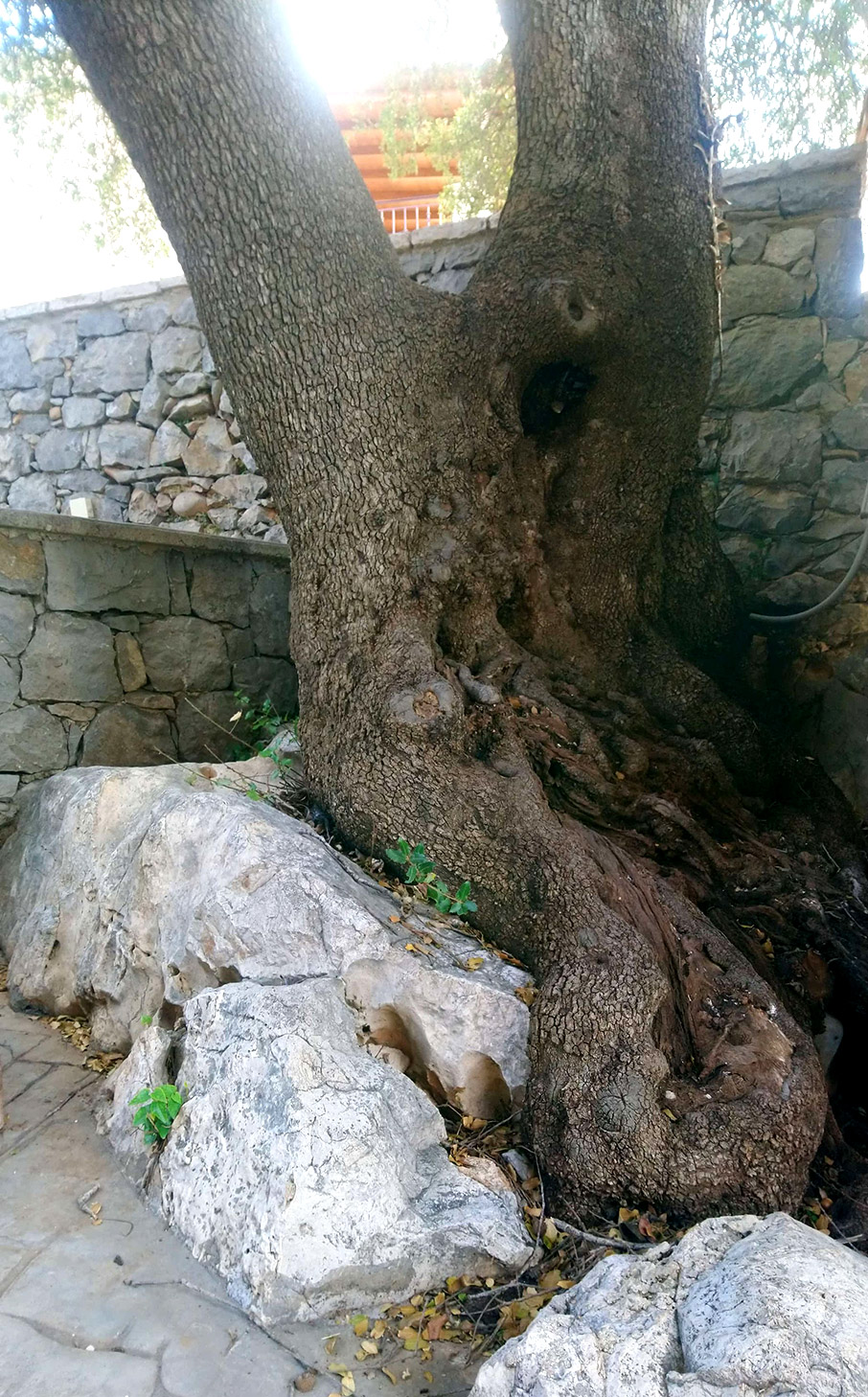 Πρίνος, Μεσοχωρι Μεσσηνίας Πρίνος, Μεσοχωρι Μεσσηνίας