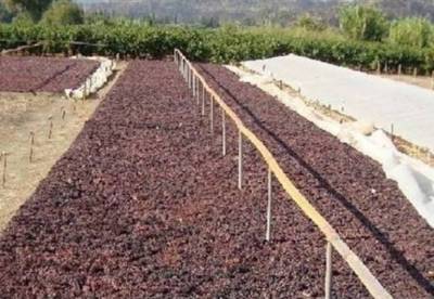 Με καλές προοπτικές ο τρύγος της σταφίδας στη Μεσσηνία
