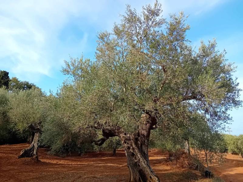 Δήμος Δυτικής Μάνης: Ψήφισμα στήριξης στους πληγέντες ελαιοπαραγωγούς