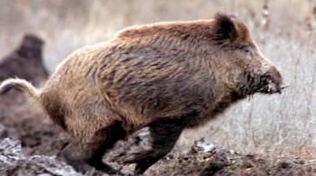 Λαμία: Εισβολή αγριογούρουνου και κυνηγών σε νεκροταφείο