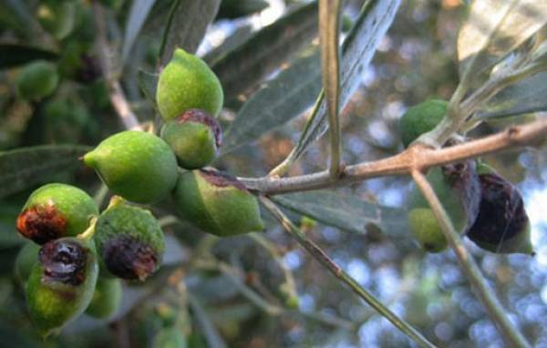 Πολιτικός τυχοδιωκτισμός ακόμα και για τη δακοκτονία