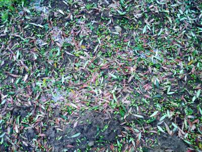 Εκτός λειτουργίας η αντιχαλαζική προστασία στην Τριφυλία