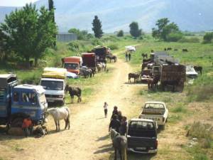 Δεν υπάρχει νόμιμη αγορά μη σφαγμένων ζώων