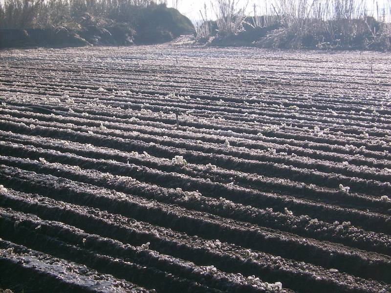 Μάχη με τον πάγο δίνουν οι πατατοπαραγωγοί σε Μεσσήνη και Καλαμάτα