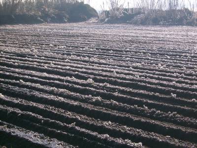 Μάχη με τον πάγο δίνουν οι πατατοπαραγωγοί σε Μεσσήνη και Καλαμάτα