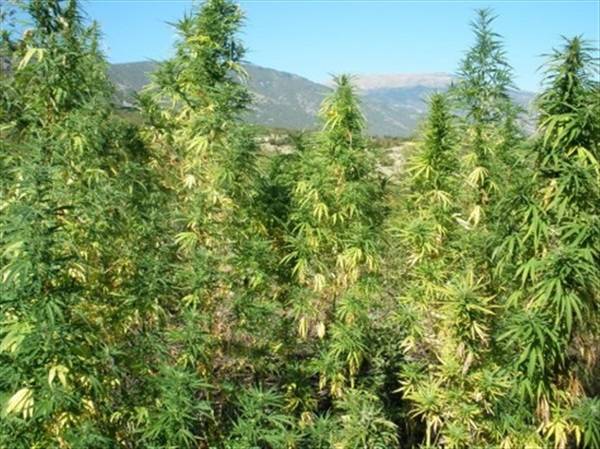 Ακόμα 7 χασισόδεντρα στις όχθες του Παμίσου με ύψος ως και... 6 μέτρα