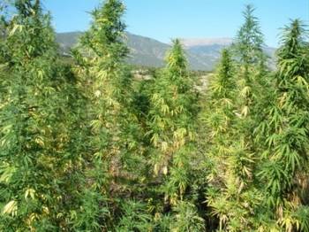 Ακόμα 7 χασισόδεντρα στις όχθες του Παμίσου με ύψος ως και... 6 μέτρα