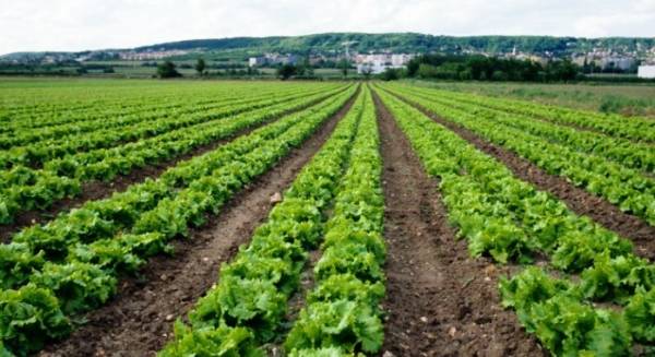 Συνέδριο Ομοσπονδίας Αγροτικών Συλλόγων Πελοποννήσου