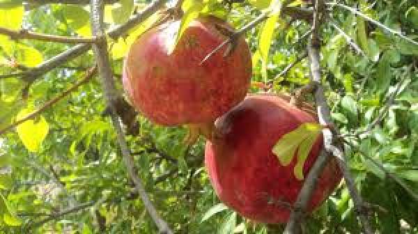 Εκθεση ροδιού στον Πύργο από την «Αλφειός Ρόδι Α.Ε.»