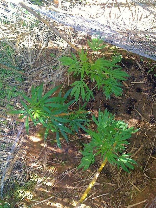 Σύλληψη 69χρονου για χασισόδενδρα και κάνναβη στη Μεσσήνη