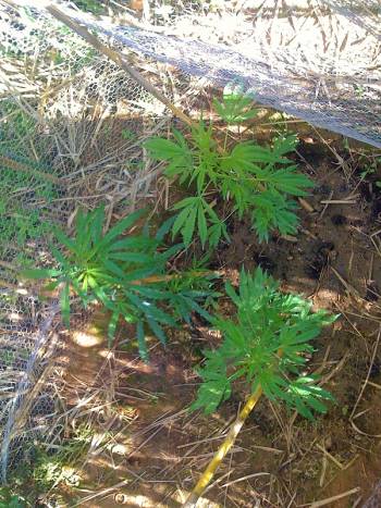 Σύλληψη 69χρονου για χασισόδενδρα και κάνναβη στη Μεσσήνη