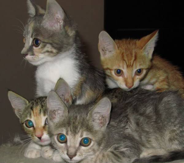 Καλαμάτα: Ενα χρόνο φυλακή για κακοποίηση ζώων