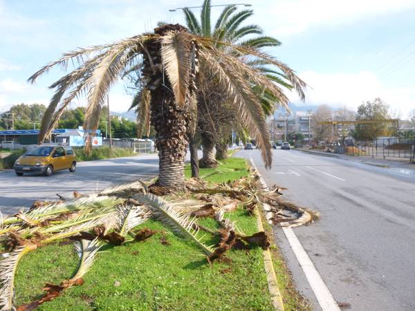 Επικίνδυνα κλαδιά από τους φοίνικες