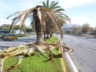 Επικίνδυνα κλαδιά από τους φοίνικες