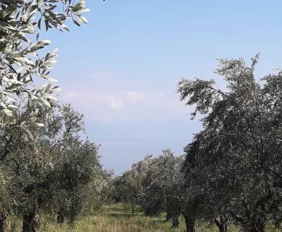 Η φετινή χρονιά με τον δάκο να γίνει μάθημα