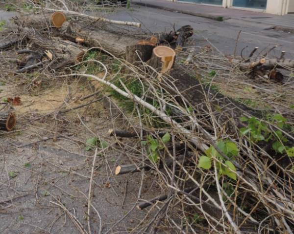 Νέα κοπή δέντρων στην Καλαμάτα
