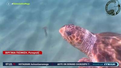 Χελώνα έφαγε 100 μέδουσες μέσα σε μισή ώρα στη Νάξο (Βίντεο)