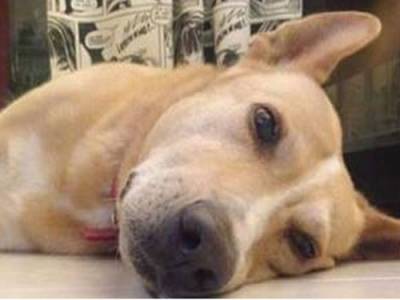 Φόλες σε γάτες και σκύλο στο Βασιλικό Μεσσηνίας