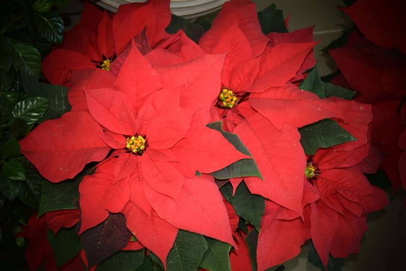 Τα φυτά των Χριστουγέννων (βίντεο)