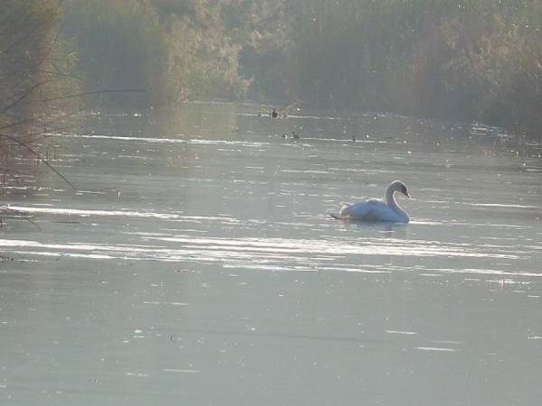 Εθελοντικός καθαρισμός στη Γιάλοβα