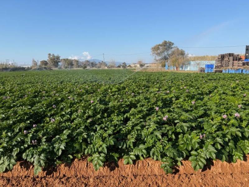 Ανάγκη μέτρων για να μην εγκαταλειφθεί η καλλιέργεια: Δραματική μείωση παραγωγής πατάτας