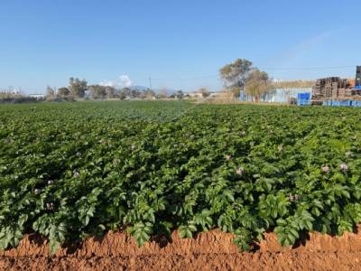 Ανάγκη μέτρων για να μην εγκαταλειφθεί η καλλιέργεια: Δραματική μείωση παραγωγής πατάτας