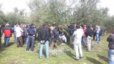 Μεγάλο ενδιαφέρον για το κλάδεμα της ελιάς