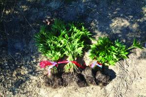 Χασίς από τη Μεσσηνία, το Βέλγιο και την Ολλανδία (φωτογραφίες)