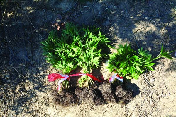 Χασίς από τη Μεσσηνία, το Βέλγιο και την Ολλανδία (φωτογραφίες)
