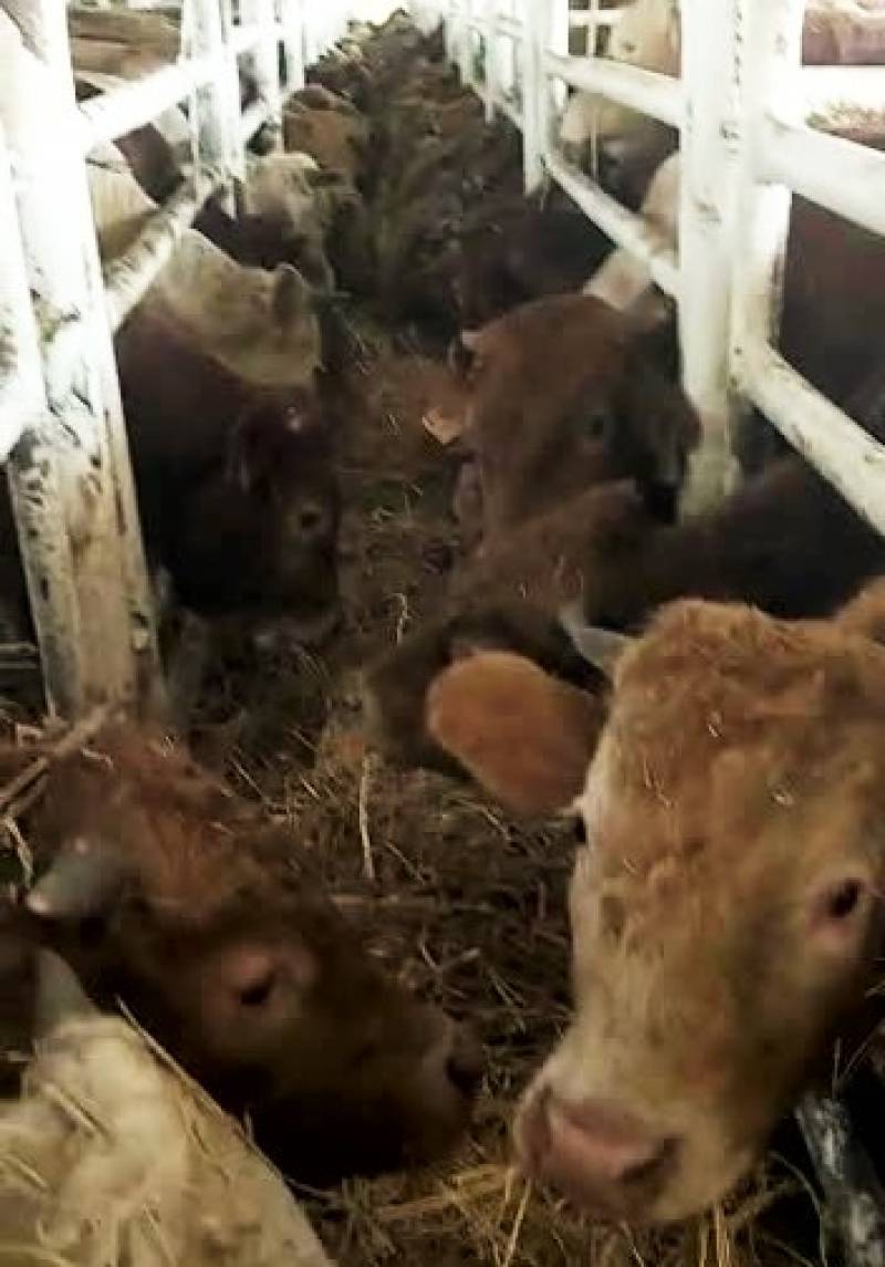 Εφυγε από Καλαμάτα το πλοίο με τα βοοειδή: Αντιδράσεις φιλοζωικών οργανώσεων