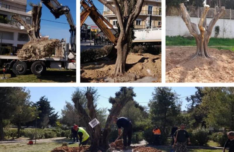 Τρεις αιωνόβιες ελιές μεταφυτεύτηκαν σε πάρκα του Δήμου Ηρακλείου Αττικής