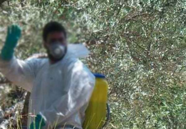 Υπουργείο Αγροτικής Ανάπτυξης: “Υπάρχουν φάρμακα για την πρώτη δακοκτονία”