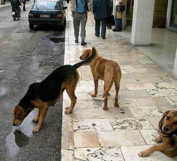 Φιλόζωοι κατά της μεταφοράς αδέσποτων της Καλαμάτας σε δάσος