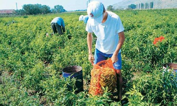 Ερώτηση βουλευτών του ΣΥΡΙΖΑ για το εργόσημο