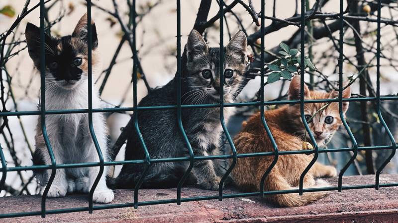 Πρόγραμμα μαζικών στειρώσεων αδέσποτων ζώων συντροφιάς στην Καλαμάτα