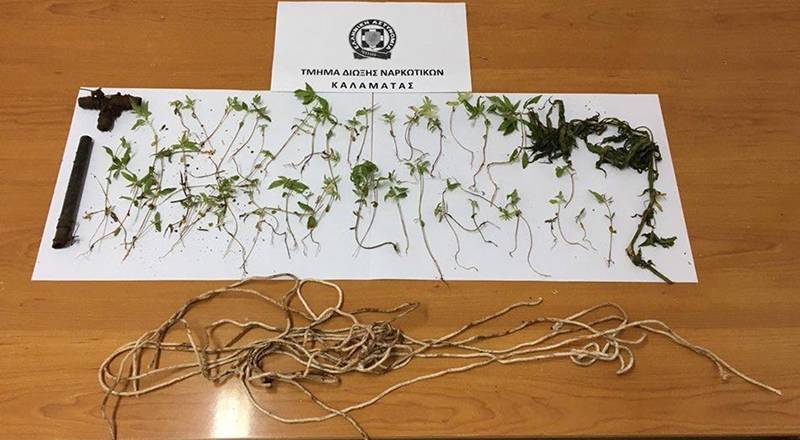 Μεσσηνία: Φυτεία με 67 δενδρύλλια στην Πολιανή