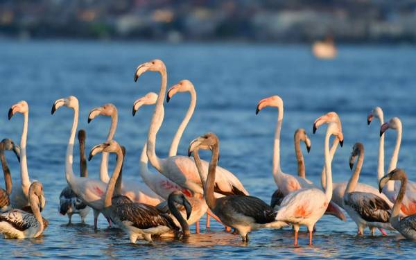 «Επέλαση» από ροζ φλαμίνγκο σε παραλία στην Κόρινθο (Βίντεο)