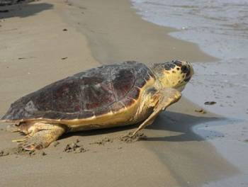 Εχθρούς στην Τριφυλία βλέπει η υπεύθυνη του Συλλόγου "Αρχέλων"