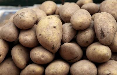 Απάτη με πατάτες Αιγύπτου που πωλούνταν ως ελληνικές – Πρόστιμα 62.000 ευρώ