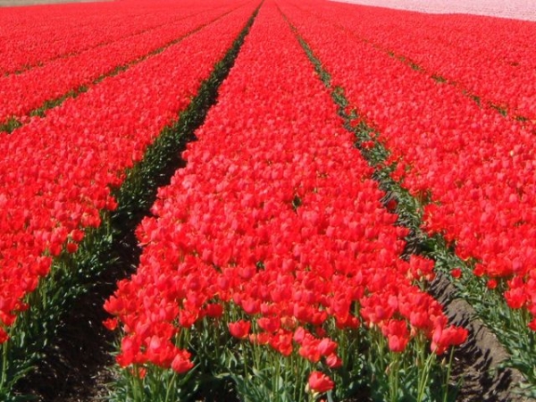 Θέσεις εργασίας στην… Ολλανδία