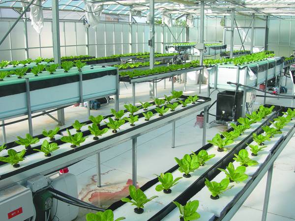 Δυνατό χαρτί του ΤΕΙ το Εργαστήριο Λαχανοκομίας