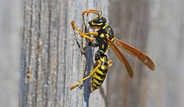 Ηλεία: Νεκρή γυναίκα που την τσίμπησαν σφήκες - Προσπάθησε να καθαρίσει σφηκοφωλιά στο εξοχικό