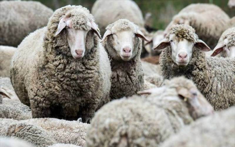 Μέτρα προστασίας από τον καταρροϊκό πυρετό στην Τριφυλία