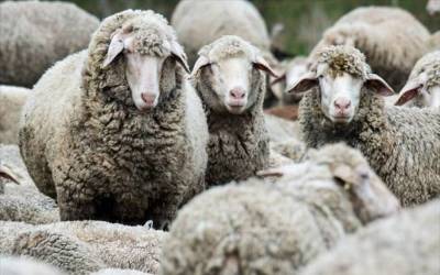 Μέτρα προστασίας από τον καταρροϊκό πυρετό στην Τριφυλία