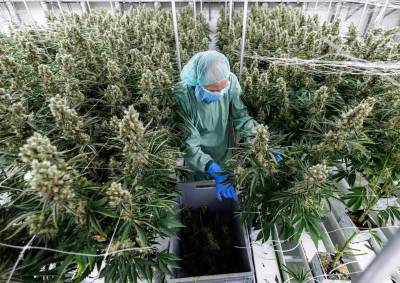 Γερμανία: Η κυβέρνηση έβαλε νερό στα σχέδιά της να νομιμοποιήσει την κάνναβη έπειτα από συνομιλίες με τις Βρυξέλλες