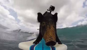 Γουρούνι σέρφερ!