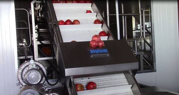 "Αλφειός Ρόδι Α.Ε.": 207 παραγωγοί καλλιεργούν ρόδια σε 2.000 στρέμματα (βίντεο και φωτογραφίες)