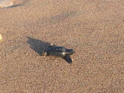 Διάβημα στον Δήμο και πρόταση στο Δημοτικό Συμβούλιο Μεσσήνης για την προστασία της θαλάσσιας χελώνας